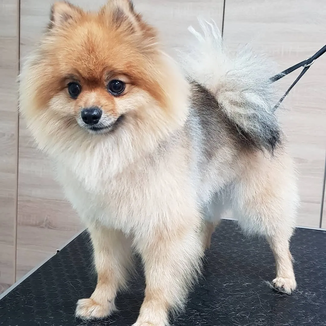 pomeranian