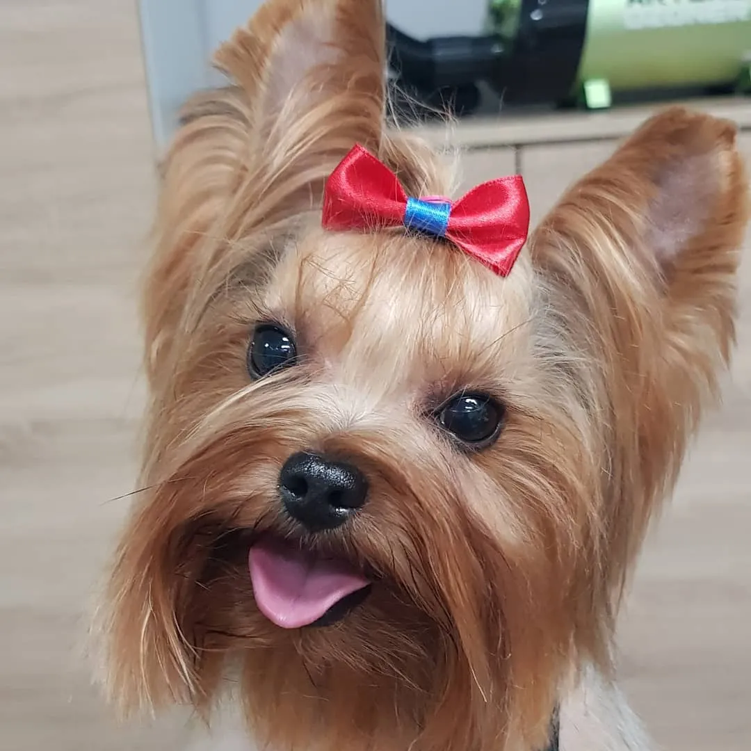 yorkshire-terrier